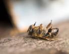 Ministr Nekula riskuje další zhoršení biodiverzity a kvality půdy. Chce odložit zásadní opatření z nové Společné zemědělské politiky